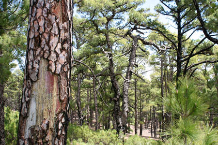 Pine forest on the island of el Hierroの写真素材