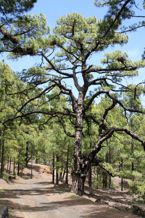 Pine forest on the island of el Hierroの写真素材