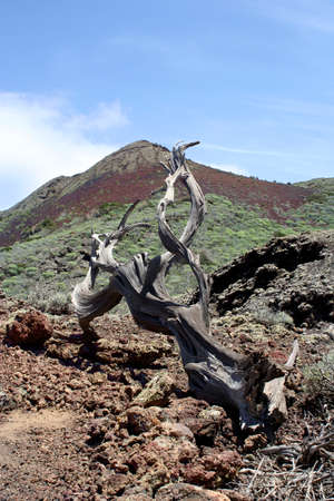 Volcanic landscape with dead tree on the island of el hierroの写真素材