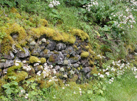 Ancient wall of moss in the rainforest on el hierroの写真素材
