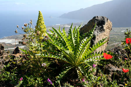 Exotic plants in blossom in the valley of La Fronteraの写真素材