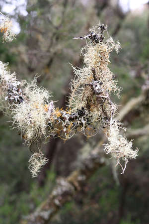 Close up of a tree in a pine tree, El Hierroの写真素材