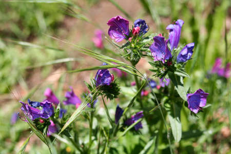 Close up of wild purple flowers on el Hierroの写真素材