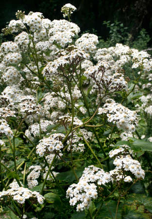Close up of white flowers in a forest on El Hierroの写真素材