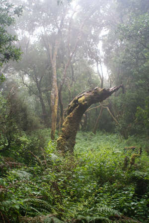 Trunk of Dead Tree in the Mist of the Pine Forest on the Island of El Hierroの写真素材