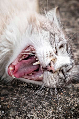 Close up of a cat yawningの写真素材