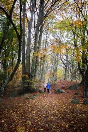 2 people walk in a beech forest.の写真素材