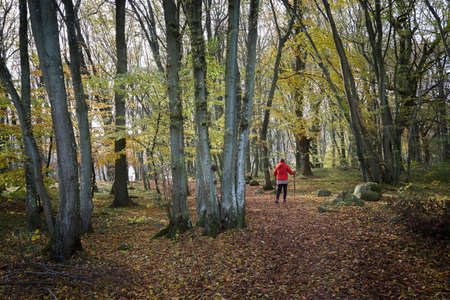 Hiking in the beech forest in autumn.の写真素材