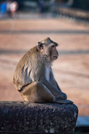Portrait of a monkey.の写真素材