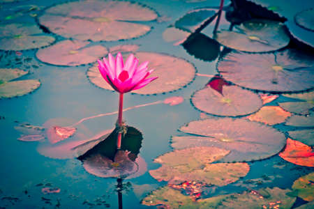 Water lily with green leaves around.の写真素材