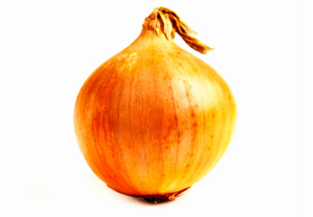 This yellow onion is really beautifulの写真素材