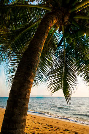 A large palm bends out over the water.の写真素材