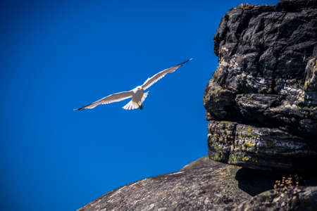 Flying gull.の写真素材