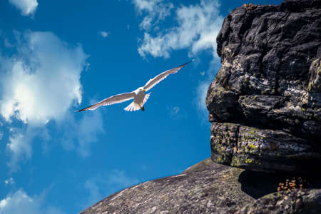 Flying gull.の写真素材