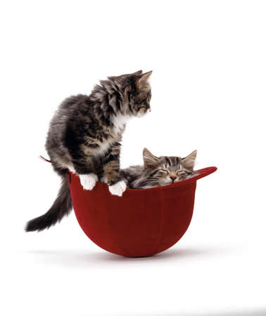 Cats playing.
