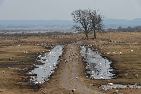 Many cranes eating on the field.の写真素材
