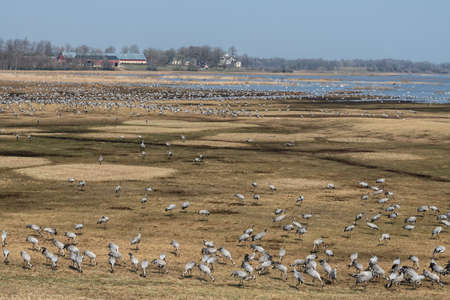 Many cranes eating on the field.の写真素材