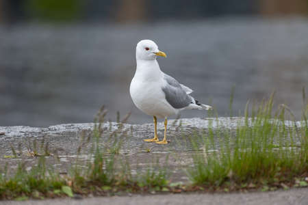 Close-up of a gull walking on a wall.の写真素材