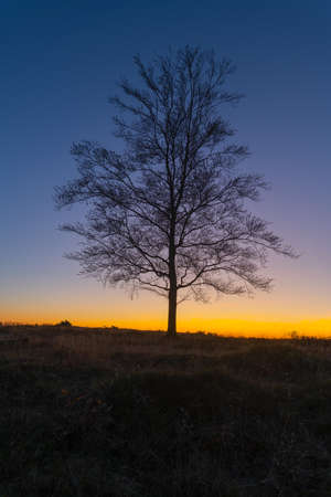 A lonely tree in silhouette against a sky at sunrise.の写真素材