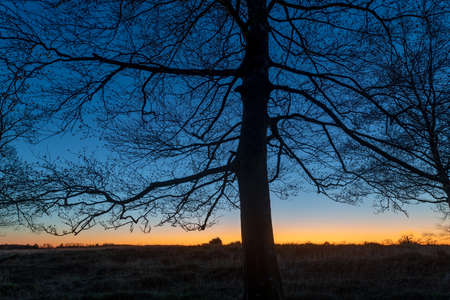 Tree without leaves in silhouette against a colored sky.の写真素材