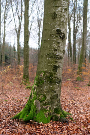 Beech forest in autumn.の写真素材