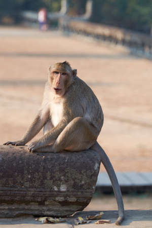 A monkey is sitting on a stone,の写真素材