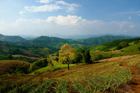 Rolling hills, bright colors and a beautiful tree.の写真素材