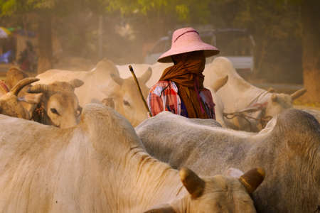 Animal care in Myanmar.の写真素材