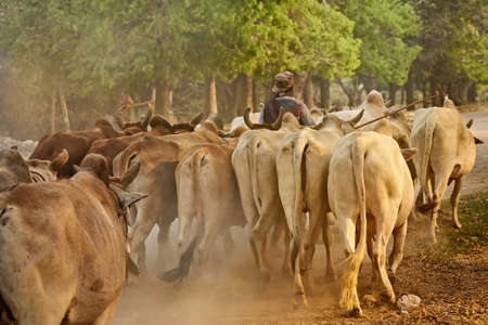 Animal care in Myanmar.の写真素材