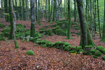 Green moss in the beech forest.の写真素材