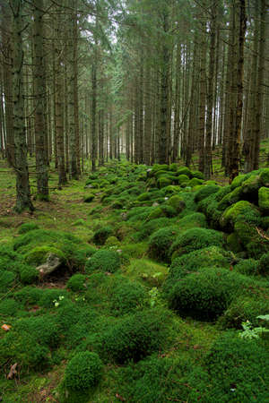 An old stone wall completely covered with moss.の写真素材