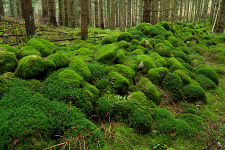 An old stone wall completely covered with moss.の写真素材