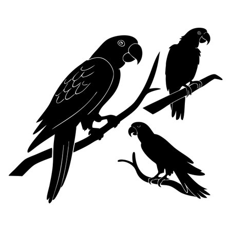 Black silhouette of three parrots on tree branches in different postures, showcasing artistic avian-themed designs ideal for decorative or illustrative purposes.のイラスト素材