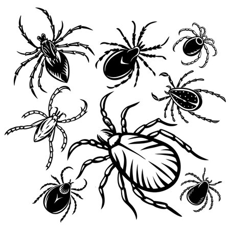 High-quality vector artwork showcasing a stylized depiction of different insects, including spiders and ticks, displayed in black and white with intricate detail and organized arrangement.のイラスト素材