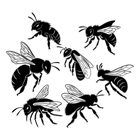Vector illustration featuring a set of intricately detailed black silhouettes depicting honey bees with intricate wing patterns and detailed bodies. Perfect for nature, insect, or environmental design projects.のイラスト素材