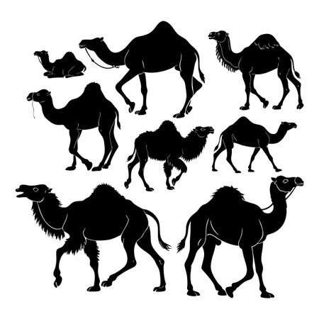 A detailed set of silhouetted camel illustrations showcasing diverse poses and styles, ideal for decorations or educational purposes.のイラスト素材