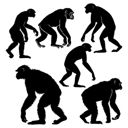 Illustration features silhouettes of primates in different postures, symbolizing evolutionary changes. Includes chimpanzee-like figures in standing and walking positions against a white background.のイラスト素材