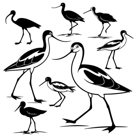 Black and white stylized depictions of wading birds, showcasing elegant profiles and unique features. Perfect for nature, wildlife, and design themes.のイラスト素材