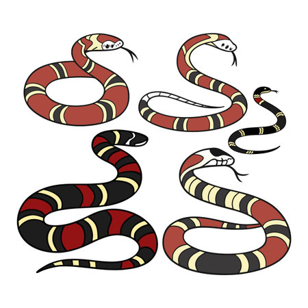 A digitally drawn assortment of snakes featuring vibrant red, black, and yellow patterned skin, showcasing their unique appearances. A great choice for educational or illustrative purposes involving reptiles and wildlife.のイラスト素材