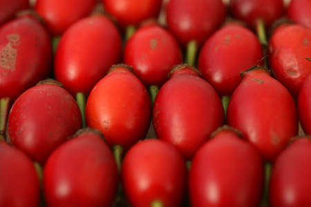rows of red rosehip berriesの写真素材