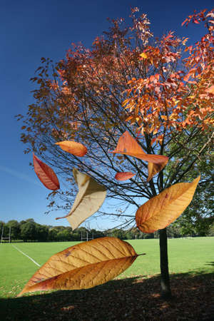 tree loosing its leaves in the autumn fallの写真素材