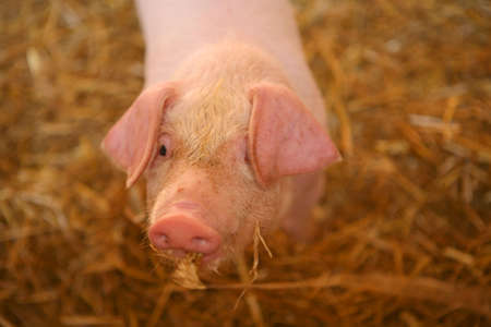 piglet looks up from a straw filled styの写真素材