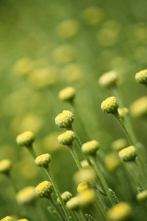 field of yellow flowersの写真素材