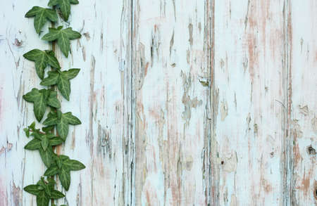 Background ivy climbing wooden boards with flaky paint.の写真素材