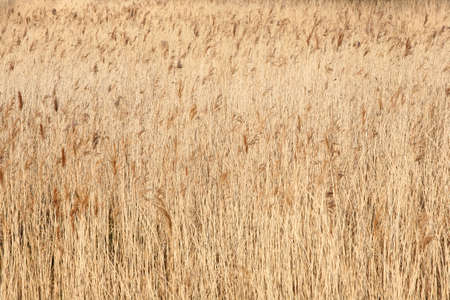 Reed bed background
