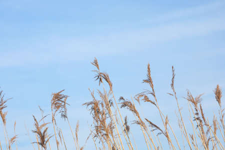seed heads against the skyの写真素材