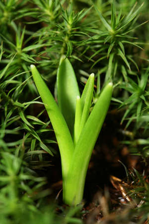 Green shoot begins to growの写真素材