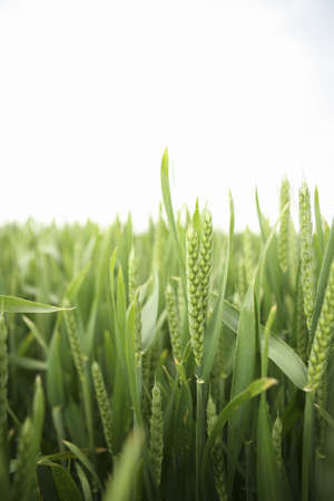 green wheat growingの写真素材