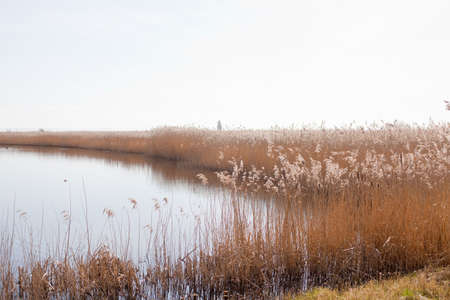 a pond with reeds at its banks, nature backgroundの写真素材