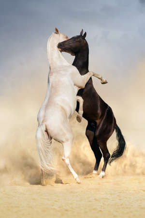Two achal-teke horses play on desert dustの写真素材